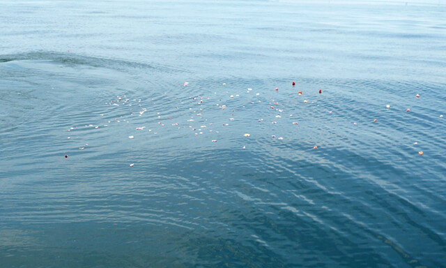 静岡県駿河湾での散骨での水面に浮かぶ花