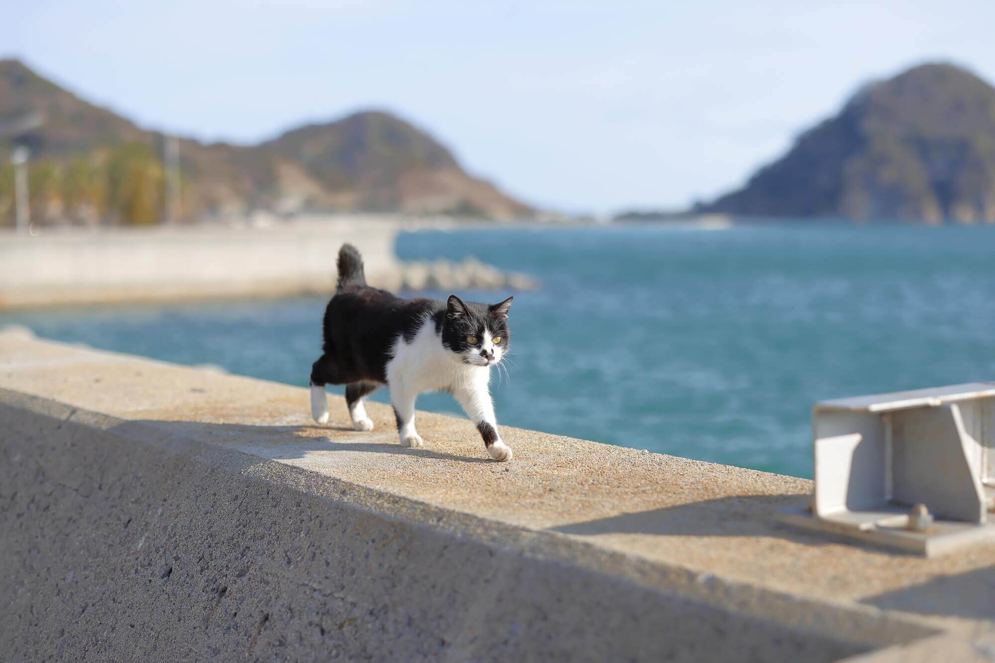 猫や犬などペットの遺骨はどうする？火葬後の保管方法や供養方法について